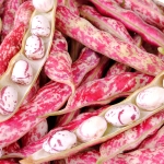 DWARF BEAN LINGUA DI FUOCO