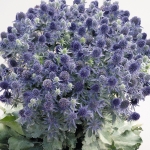 ERYNGIUM PLANUM BLUE HOBBIT