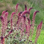 LYSIMACHIA BEAUJOLAIS