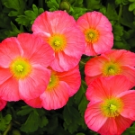 PAPAVER PULCHINELLA ROSE