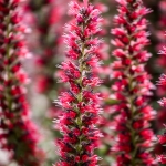 ECHIUM RUSSICUM