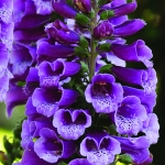 DIGITALIS DALMATIAN PURPLE