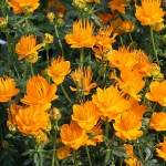 TROLLIUS CHINENSIS AMBER QUEEN