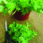 CORIANDER CALYPSO CUT & COME AGAIN