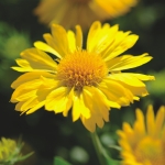 GAILLARDIA MESA YELLOW 'SIMPLE SIMON' F1