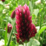 TRIFOLIUM RUBENS RED FEATHERS