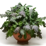 SIMPLY SALAD KALE STORM MIX