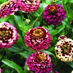 ZINNIA AZTEC BURGUNDY BICOLOUR