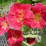 NASTURTIUM WHIRLYBIRD CHERRY ROSE IMPROVED