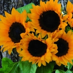 HELIANTHUS MAGIC ORANGE