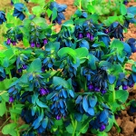 CERINTHE PURPLE BELLE