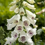 DIGITALIS DALMATION WHITE
