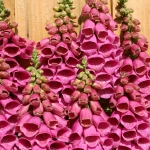DIGITALIS POLKADOT PRINCESS
