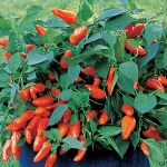 PEPPER TANGERINE DREAM