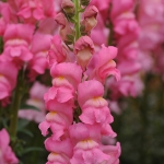 ANTIRRHINUM POTOMAC CANDY PINK F1