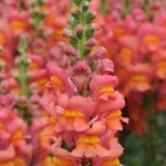 ANTIRRHINUM POTOMAC ORANGE F1