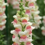 ANTIRRHINUM POTOMAC APPLEBLOSSOM F1