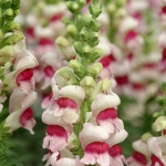 ANTIRRHINUM POTOMAC PLUMBLOSSOM F1