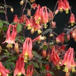 AQUILEGIA CANADENSIS RHUBARB & CUSTARD