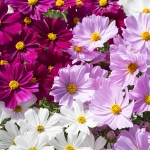COSMOS APOLLO MIXED