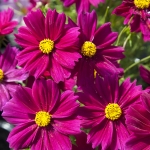 COSMOS APOLLO CARMINE