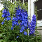 DELPHINIUM GUARDIAN BLUE