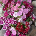 DIANTHUS BARBATUS WEE WILLIE