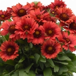 GAILLARDIA SIMPLE SIMON RED