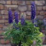 LUPIN MINI GALLERY BLUE