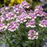NEMESIA SEVENTH HEAVEN LAVENDER BICOLOUR F1