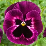 PANSY CELLO NEON PURPLE F1