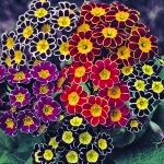 PRIMULA VICTORIAN LACED MIXED