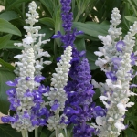 SALVIA FARINACEA SEASCAPE MIXED