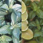 BASIL LEMON 'N' LIME DUO