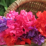 SWEET PEA DIVAS