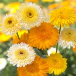 CALENDULA KINGLET MIXED