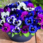 PANSY INSPIRE MULBERRY MIXED F1