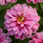 ZINNIA DOUBLE ZAHARA RASPBERRY RIPPLE
