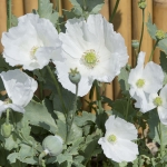 PAPAVER SISSINGHURST WHITE