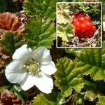 STRAWBERRY FALKLAND ISLAND