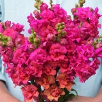ANTIRRHINUM MADAME BUTTERFLY CORAL F1
