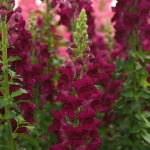 ANTIRRHINUM POTOMAC CRIMSON F1