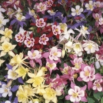 AQUILEGIA SWAN F1 MIXED