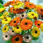 CALENDULA TOUCH OF RED MIXED