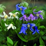 CLEMATIS INTEGRIFOLIA MONGOLIAN BELLS
