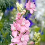 LARKSPUR CANNES CRYSTAL PINK