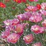 ESCHSCHOLZIA PINK BUSH