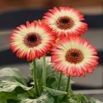 GERBERA CARTWHEEL STRAWBERRY TWIST F1