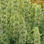 MOLUCELLA LAEVIS
