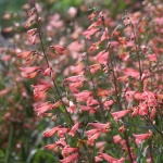 PENSTEMON TWIZZLE CORAL